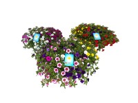 Minipetúnie (Calibrachoa) Trio v zinkovém květináči, pr. kv. cca 29 cm