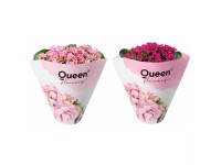 GROW by OBI Kolopejka vděčná (Kalanchoe) jednokvětá růžová, 20-25 cm, pr. 105 cm