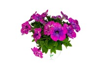 Petunia Constallation Petunia Constallation