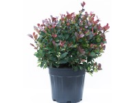 GROW by OBI Blýskavka Fraserova (Photinia fr.) GROW by OBI Blýskavka Fraserova (Photinia fr.)