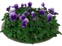 Sedmikrásky a violky v zinkové misce, výška cca 15 cm, pr. kv. cca 29 cm