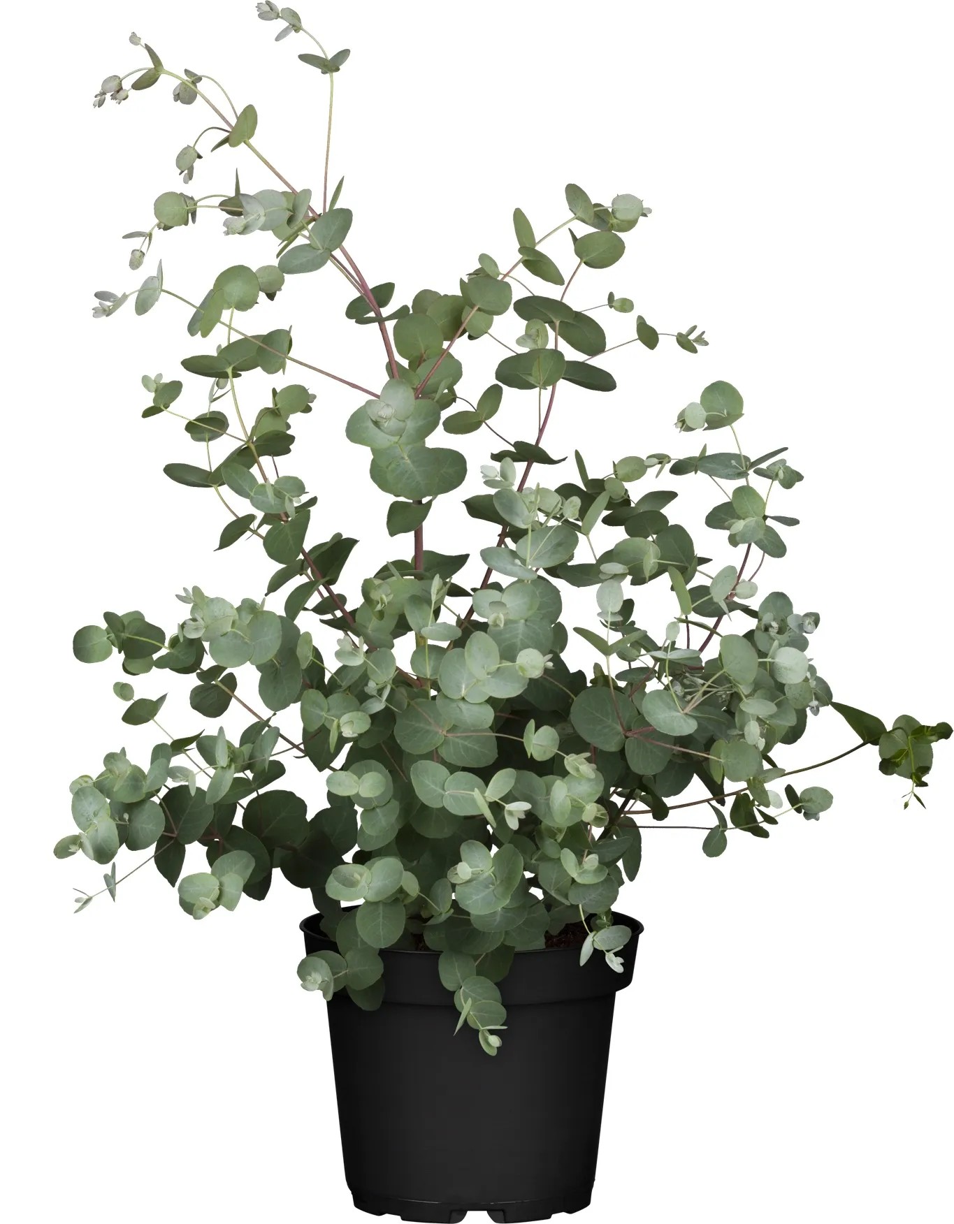 zimmerpflanzen set mit übertopf Keramik Übertopf Olive für Zimmerpflanzen