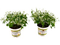 Grow by OBI Pryšec (Euphorbia) Diamond Frost, pr. cca 13 cm Grow by OBI Pryšec (Euphorbia) Diamond Frost, pr. cca 13 cm