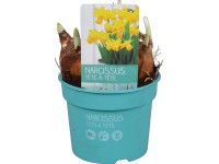Narcis 