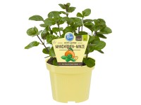 Blu Bio mandarinková máta průměr květináče cca 12 cm