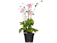 Sasanka hupejská (Anemone hupehensis) 