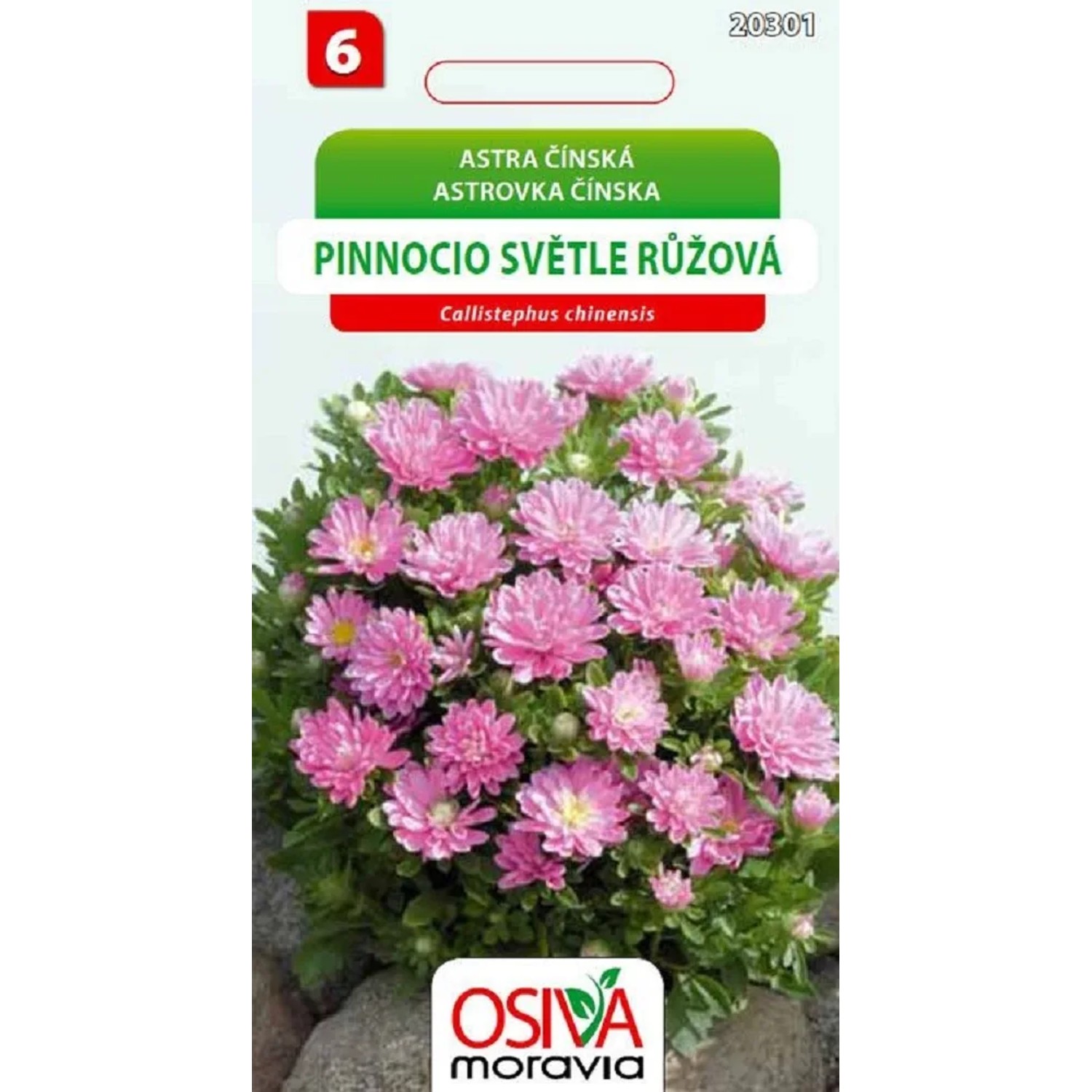 Semínka Astra čínská Pinnocio světle růžová (Callistephus chinensis)
