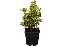 OBI Vonokvětka cesmínolistá OBI Vonokvětka cesmínolistá