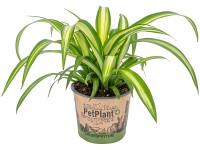 GROW by OBI Zelenec chocholatý 