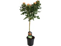 Růže na kmínku žlutá/oranžová výška 70-80 cm květináč cca 2 l