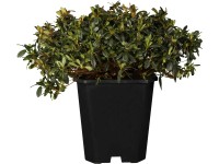 OBI Japonská azalka OBI Japonská azalka