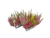 Landgard Vřes obecný (Calluna vulgaris) Trio vícebarevná výška 10-15cm, pr. 27cm