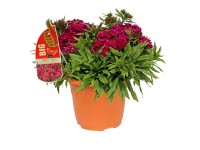 GROW by OBI Hvozdík vousatý (Dianthus Barbatus) bílo-červený cca 60 cm