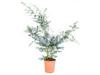 GROW by OBI Blahovičník cinerea (Eucalyptus cinera) cca výška 25 cm, 7 l