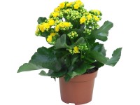 Kolopejka žlutá pr. květináče cca 12 cm Kalanchoe bossfeldiana