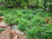 Grow by OBI Pěchava vápnomilná pr. kv. 14 cm