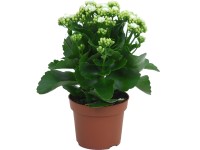 Kolopejka bílá pr. květináče cca 12 cm Kalanchoe bossfeldiana