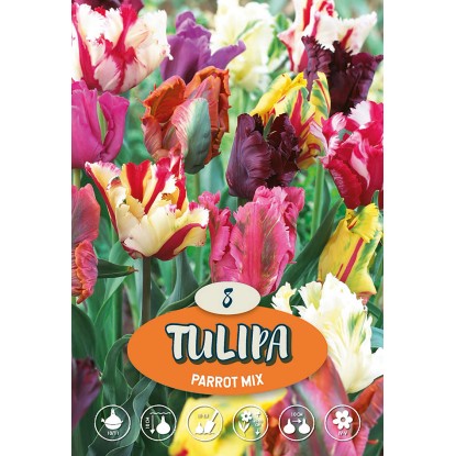 Tulipán papouškovitý "Mix"