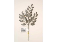 EverGreen Dekorativní větvička stříbrná 26 cm EverGreen Dekorativní větvička stříbrná 26 cm