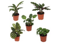 Kalátea (Calathea), různé druhy, výška cca 15-20 cm, pr. kv. cca 7 cm Kalátea (Calathea), různé druhy, výška cca 15-20 cm, pr. kv. cca 7 cm