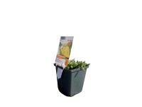 OBI Řebříček plstnatý žlutý pr. květináče cca 9 cm x 9 cm