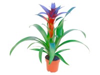 Guzmánie modře obarvená průměr květináče cca 12 cm