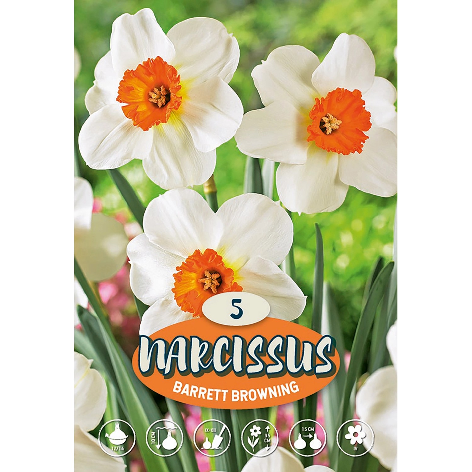 Narcisy "Barret Browning" bílé