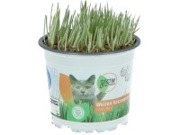 GROW by OBI Kočičí tráva (Triticum aestivum), pr. kv. cca 12 cm