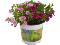 Kalibrachoa Kalibrachoa