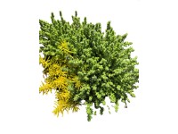 MONTANO Rozchodník (Sedum) různe druhy, pr. cca 18 cm MONTANO Rozchodník (Sedum) různe druhy, pr. cca 18 cm