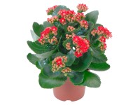 Kolopejka Calandiva červená průměr květináče cca 12 cm