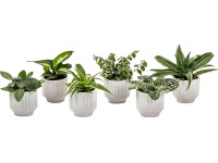 Mini zelená rostlina v bílém keramickém květináči pr. květináče cca 6 cm