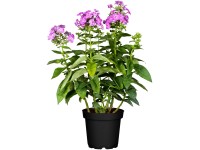 Flox průměr květináče cca 19 cm Phlox