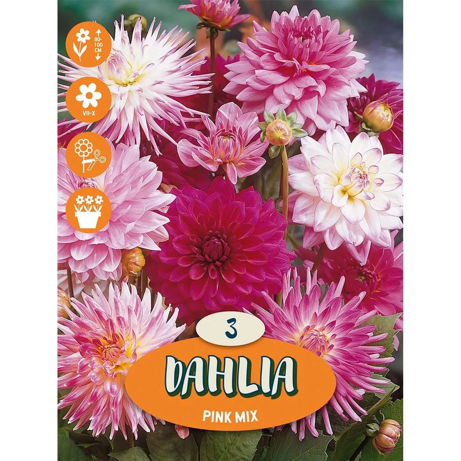 Jiřiny "Dekorativní směs"