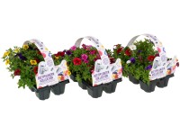 Minipetúnie (Calibrachoa hybride) různé barvy výška 10-20 cm, 6 ks/balení