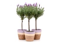Levandule smilovitá (Lavandula stoechas) Levandule smilovitá (Lavandula stoechas)