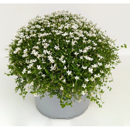 Q-Flower Isotoma (Isotoma fluviatilis) Blauer Bubikopf Combo pr. cca 20-30 cm