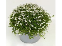 Q-Flower Isotoma (Isotoma fluviatilis) Blauer Bubikopf Combo pr. cca 20-30 cm