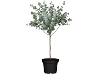 Blahovičník Gunnův (Eucalyptus gunii) 