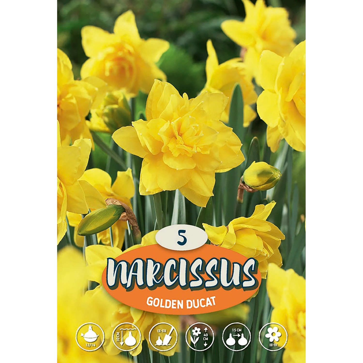 Plnokvětý narcis "Golden Ducat"