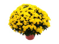 Listopadka indická (Chrysanthemum indicum) pr. kv. 17 cm Listopadka indická (Chrysanthemum indicum) pr. kv. 17 cm
