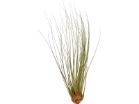 Tillandsie Juncea Tillandsie Juncea