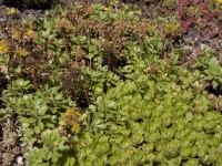 OBI Rozchodník růžový průměr květináče cca 13 cm Sedum OBI Rozchodník růžový průměr květináče cca 13 cm Sedum