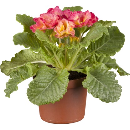 Grow by OBI Prvosenka polštářovitá (Primula acaulis) Rosalee pr. 10,5 cm