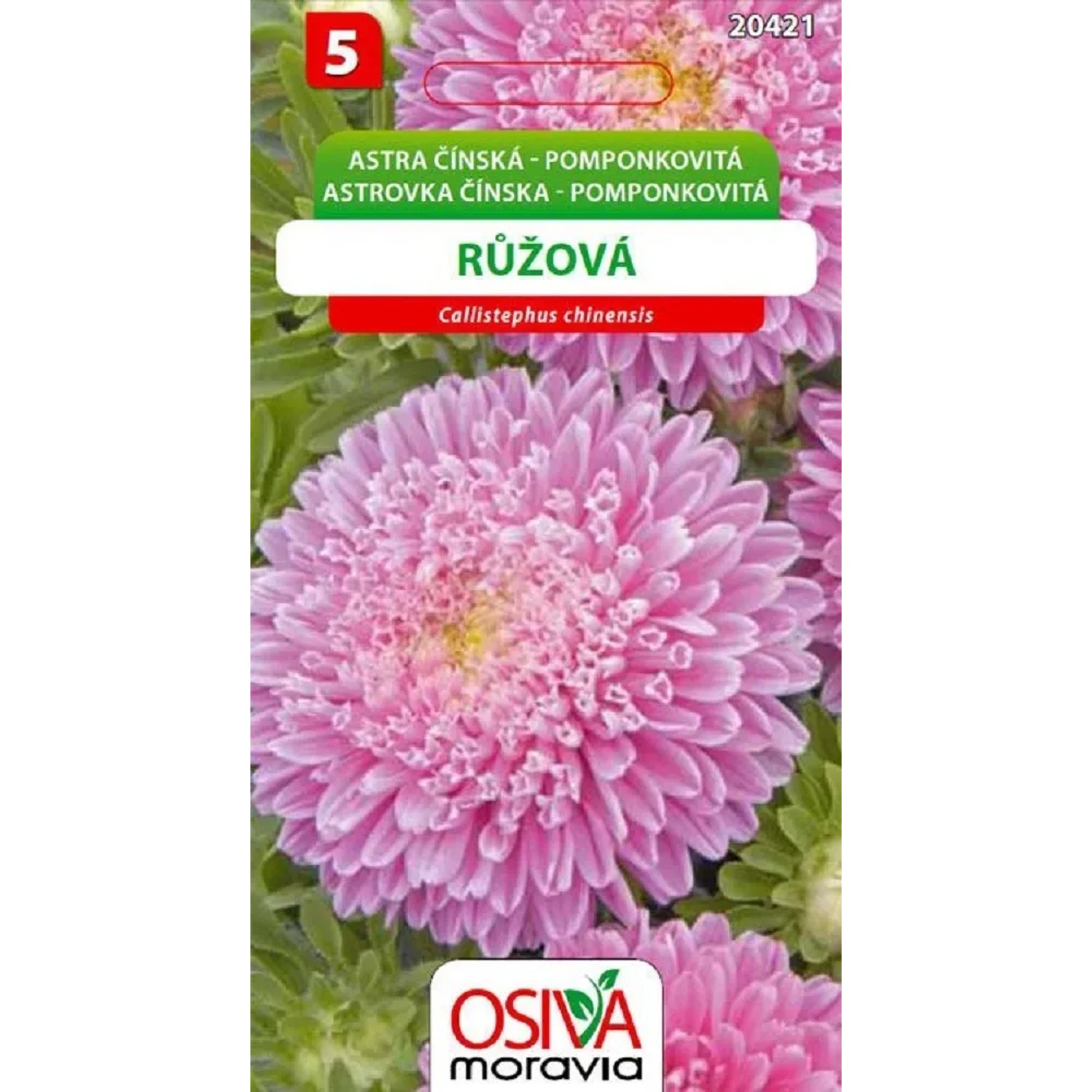 Semínka Astra čínská pomponkovitá růžová (Callistephus chinensis)