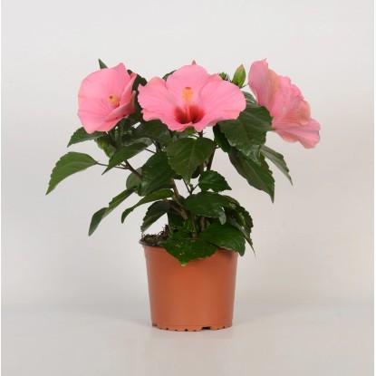 GROW by OBI Ibišek čínská růže (Hibiscus rosa-sinensis), výška 35 cm, pr. 13 cm