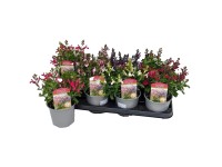 Šalvěj Greggova (Alvia greggii) 