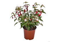 WW Flora Fuchsie vzpřímená (Fuchsia) pr. cca 11 cm