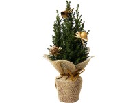 Cypřišek tři vánoční varianty průměr květináče cca 9 cm