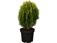 OBI Zeravec východní 